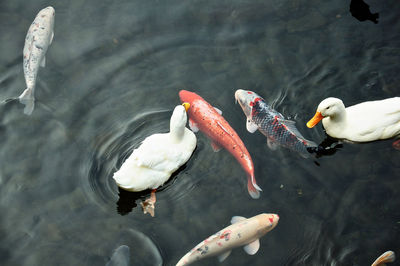 High angle view of ducks swimming in lake