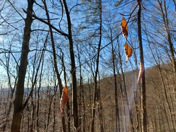 Low angle view of bare trees against sky