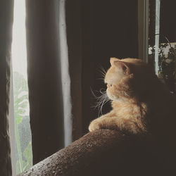 Cat looking away while sitting on window