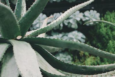 Close-up of aloe vera plant