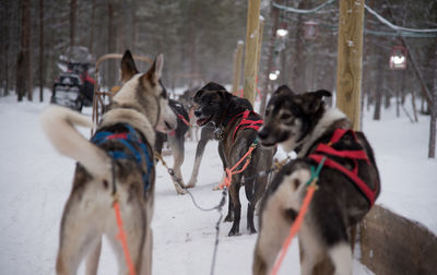 Siberian husky dogs in rovaniemi, finland