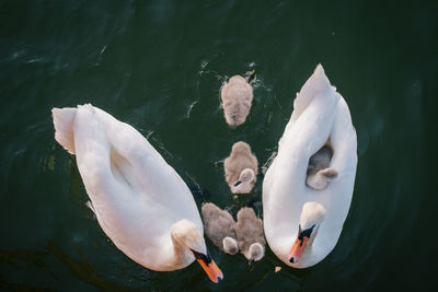 High angle view of swans swimming in lake