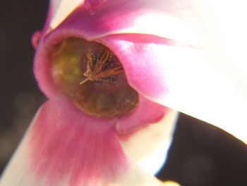 Close-up of pink flower