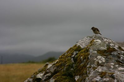 Low angle view of bird perching on rock against sky