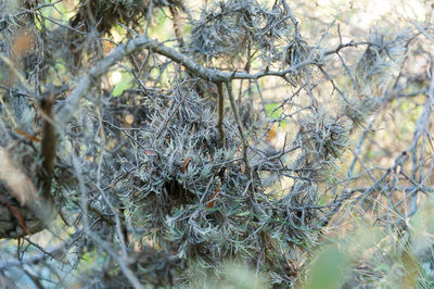 Close-up of nest on tree in forest