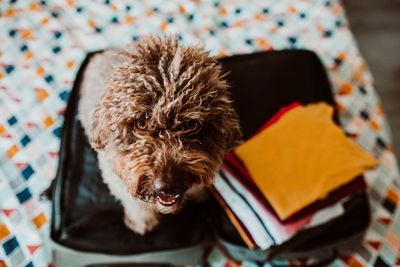 Close-up of a dog resting on bed