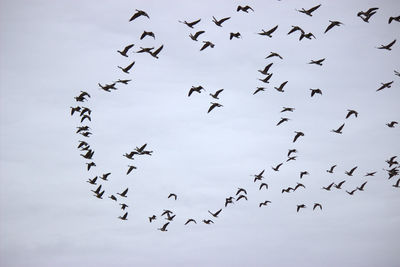 Low angle view of silhouette canada geese flying against cloudy sky