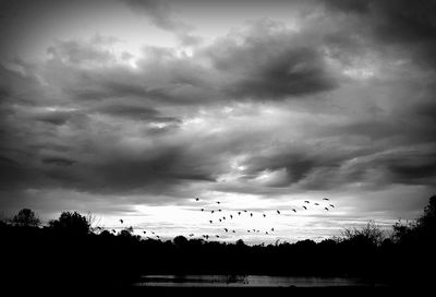 Low angle view of birds on tree against cloudy sky