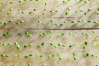 Full frame shot of fresh vegetables