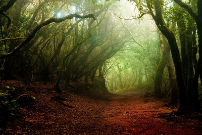 Trees growing in forest