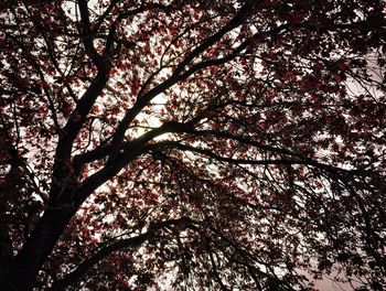 Low angle view of tree