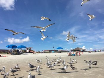 Flock of seagulls flying on beach