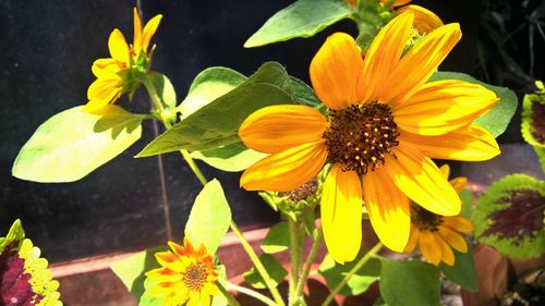 Close-up of yellow flowers blooming outdoors