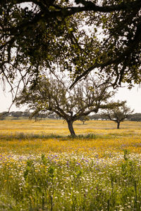 Trees on field