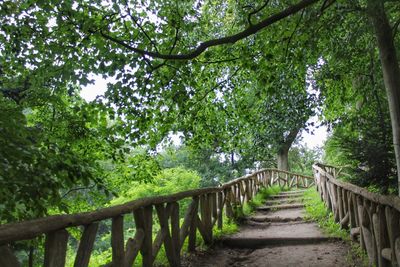 Trees by railing