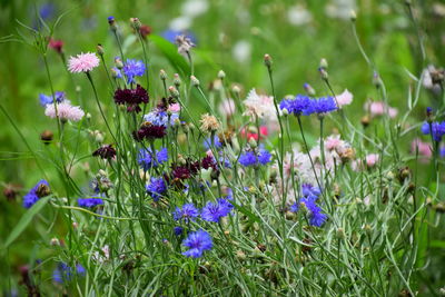 Close-up of purple flowers blooming in field