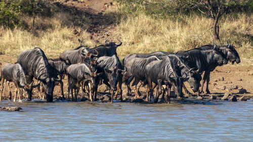 Wildebeest in a river