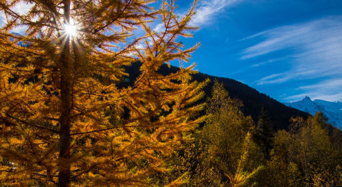 Trees against sky during autumn