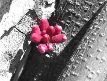 Close-up of red flowers