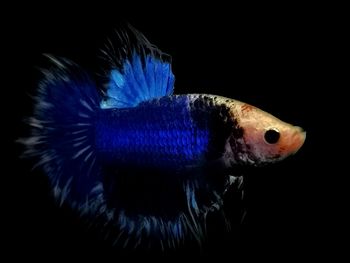 Close-up of fish underwater