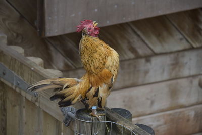 Close-up of rooster on wood