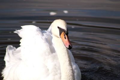 Close-up of swan swimming in lake