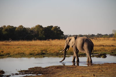 View of elephant in lake against clear sky
