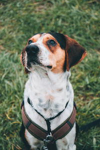 Close-up of dog looking away