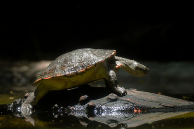 Close-up of turtle in water against black background