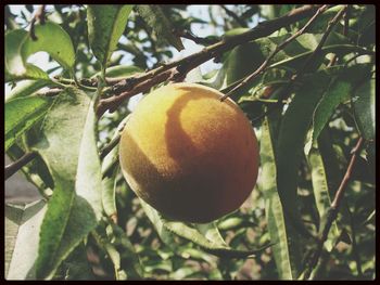 Close-up of apple growing on tree