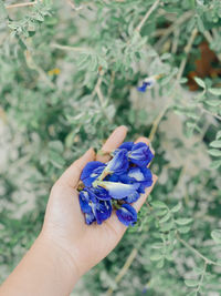 Close-up of hand holding purple flower