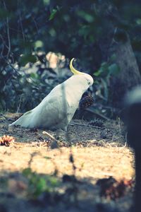 Close-up of bird eating