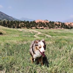 View of a dog on field