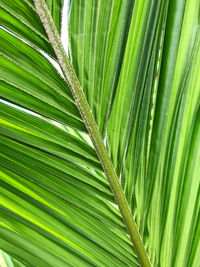 Close-up of palm tree leaves