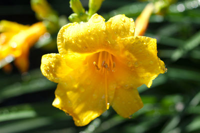 Close-up of yellow rose flower