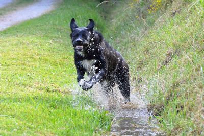 Black dog in water