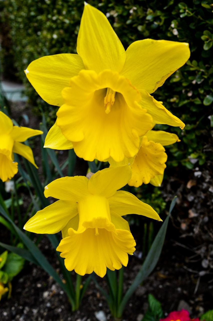 CLOSE-UP OF YELLOW ROSE FLOWER