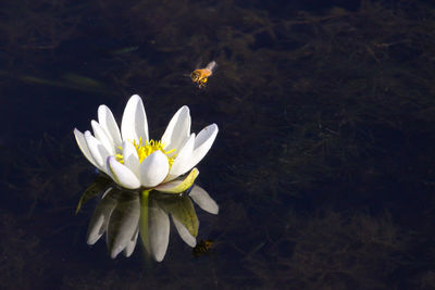 Close-up of white water lily in lake