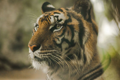 Close-up of a cat looking away