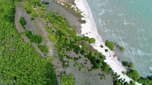 High angle view of plant on beach