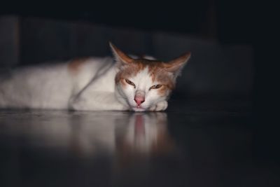 Close-up portrait of a cat