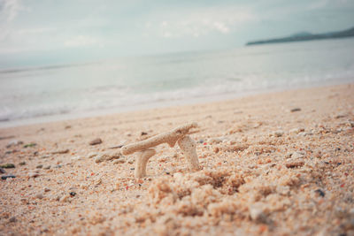 View of crab on beach against the sky