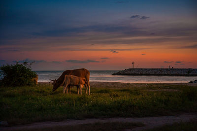 View of a horse in the sunset