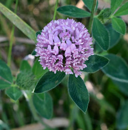 Close-up of purple flower