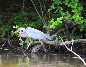 Close-up of heron perching on tree by lake