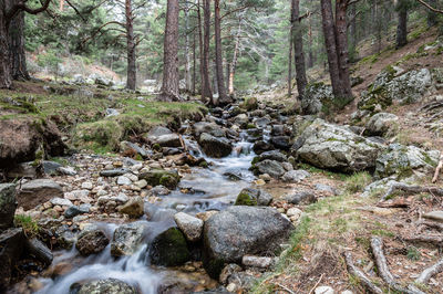 Stream flowing through rocks at forest