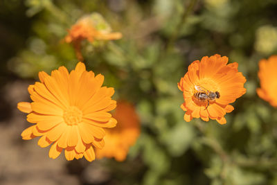 Close-up of insect on yellow flower