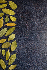 High angle view of autumn leaves on road