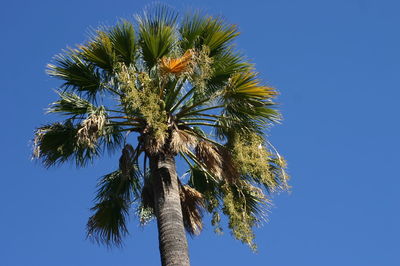 Low angle view of palm tree against clear blue sky