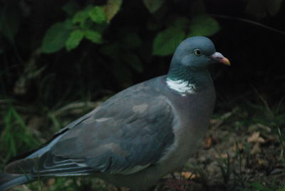 Close-up of pigeon perching on a field